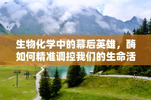 生物化学中的幕后英雄，酶如何精准调控我们的生命活动？